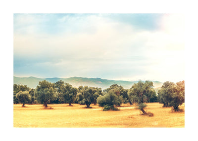The Olive Farm 50x70 cm