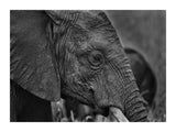Thoughtful Elephant 30x40 cm