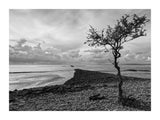 Tree With A View II 30x40 cm