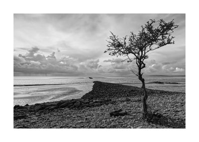 Tree With A View II 50x70 cm
