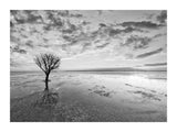 Tree With A View I 30x40 cm