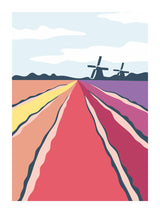 Tulip Fields 30x40 cm