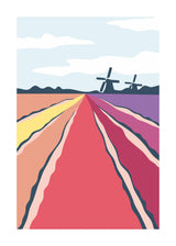 Tulip Fields 50x70 cm