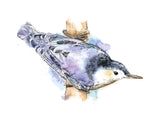 Watercolour Nuthatch 30x40 cm
