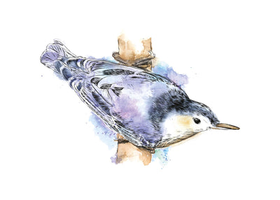 Watercolour Nuthatch 50x70 cm