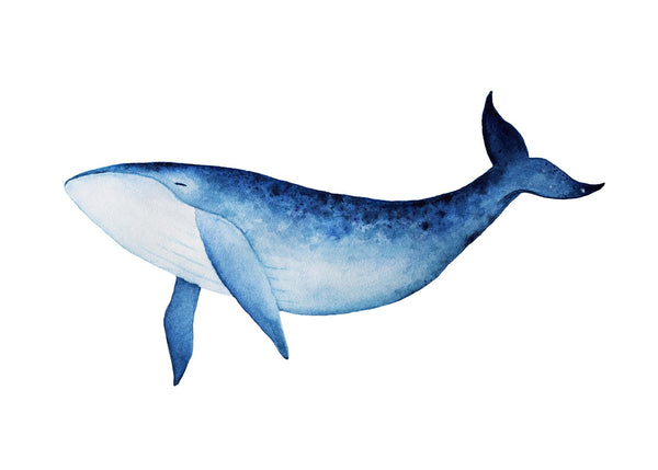 Whale Illustration 50x70 cm