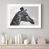 Portrait of Giraffe mood picture