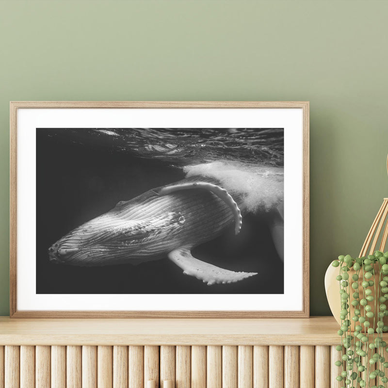 Playful Whale mood picture