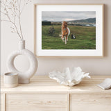 Icelandic Horse in the Meadow mood picture