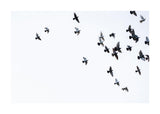Bird Flock Flying Away 50x70 cm