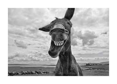 Cheeky Donkey 50x70 cm