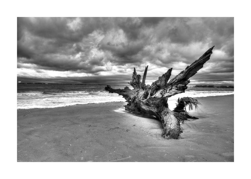 Driftwood On The Beach 50x70 cm