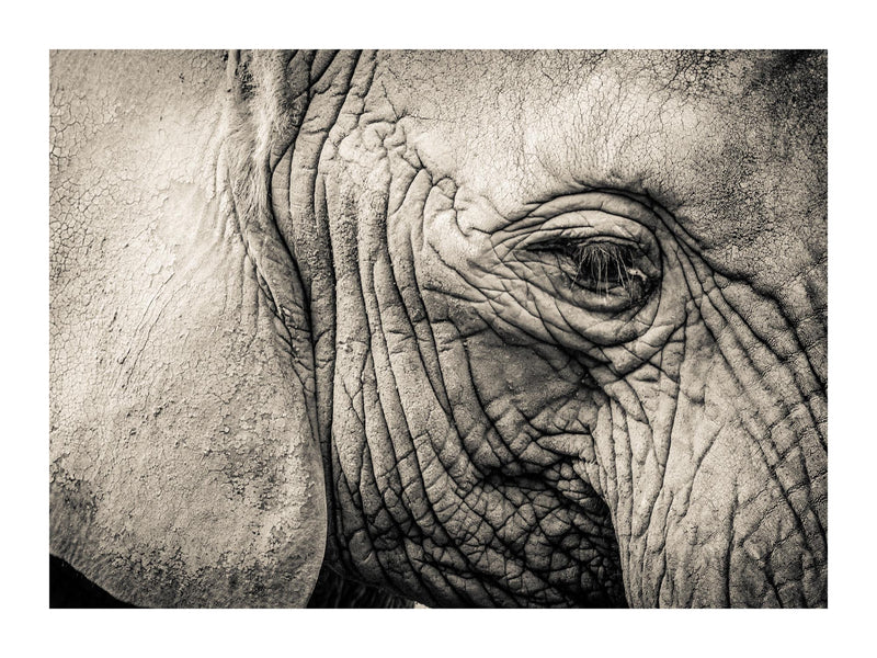 Elephant Remembers 30x40 cm