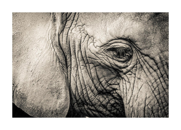 Elephant Remembers 50x70 cm