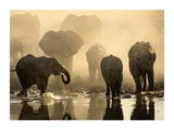 Elephants At Sunset 30x40 cm