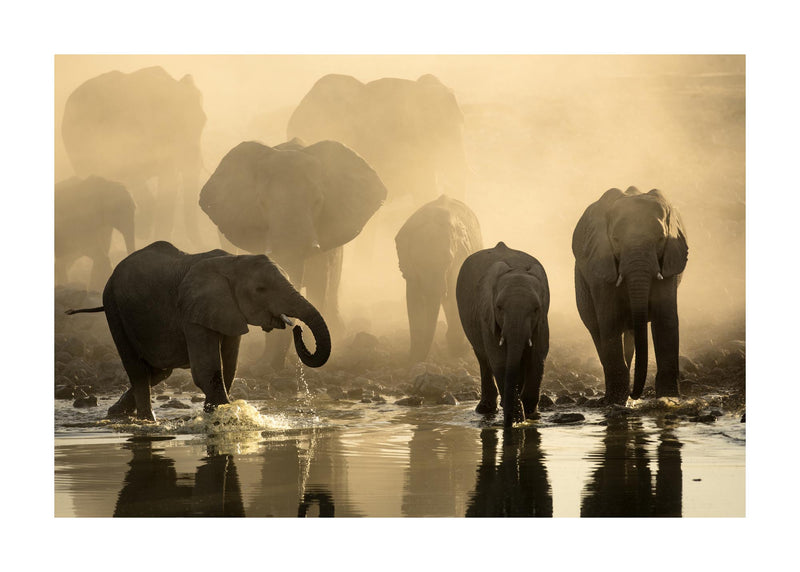 Elephants At Sunset 50x70 cm