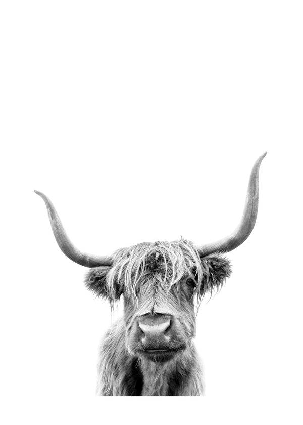 Highland Cow 50x70 cm