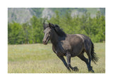 Horse In Meadows 50x70 cm