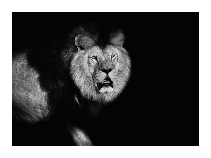 Lion Walking Into Frame 30x40 cm