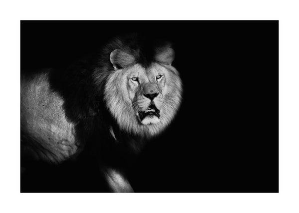 Lion Walking Into Frame 50x70 cm