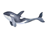 Marine Orca Illustration 30x40 cm