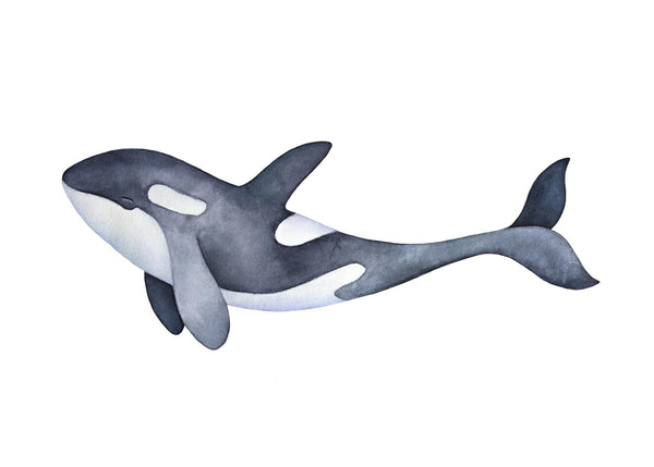 Marine Orca Illustration 50x70 cm
