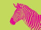 Polarized Zebra 30x40 cm