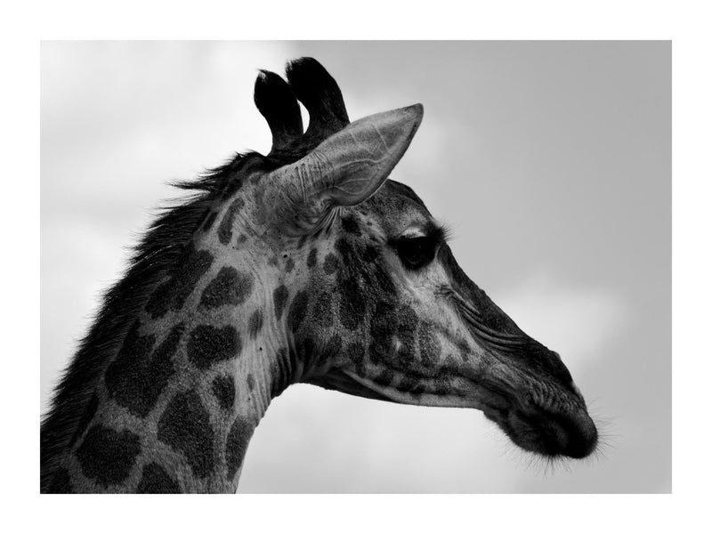 Portrait Of Giraffe 30x40 cm