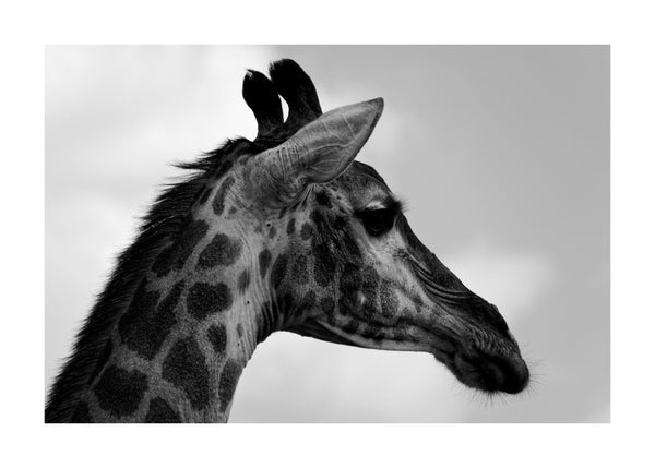 Portrait Of Giraffe 50x70 cm