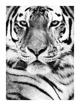 Portrait Of Tiger I 30x40 cm