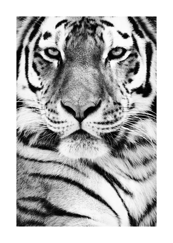 Portrait Of Tiger I 50x70 cm