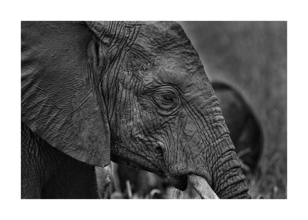 Thoughtful Elephant 50x70 cm