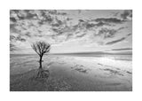 Tree With A View I 50x70 cm