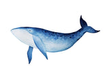 Whale Illustration 50x70 cm