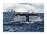 Whale Tail 30x40 cm