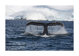 Whale Tail 50x70 cm