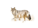Wolf In Its Natural Habitat 30x40 cm