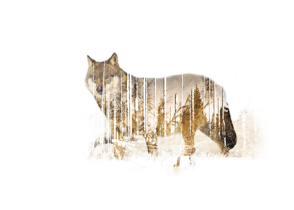 Wolf In Its Natural Habitat 50x70 cm